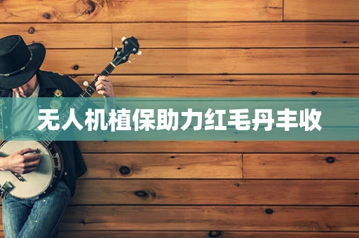 无人机植保助力红毛丹丰收