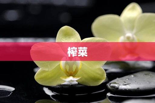 榨菜