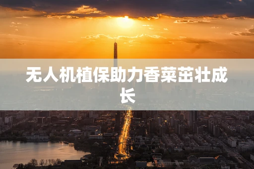 无人机植保助力香菜茁壮成长